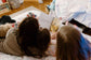 The Little Worshiper That Wanted To Know Why - Kids Book