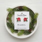 Poinsettia Blooms Earrings